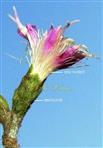  Capitulum with involucre
